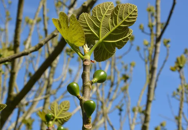 When should you prune a fig tree?