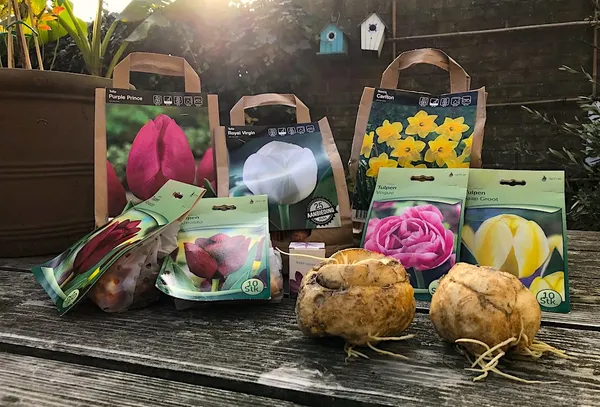 Everything About Flower Bulbs (Buying and Planting)