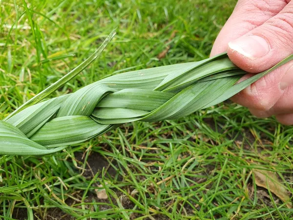 Weaving the leaves of flower bulbs that have finished blooming