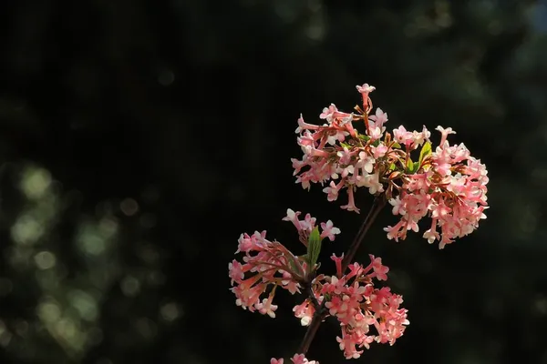 Winter-flowering plants in the garden