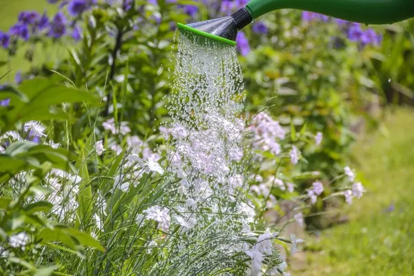 Garden Questions / Garden Question - Watering