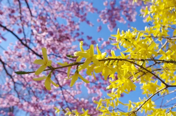 yellow forsythia