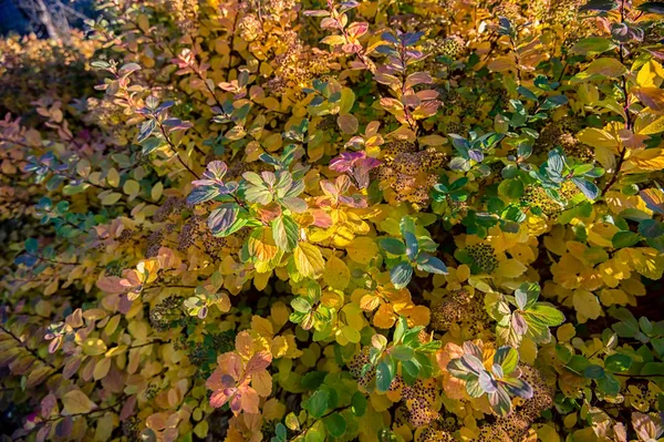 Fothergilla Fall Colors
