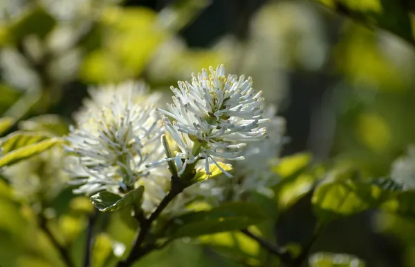 Fothergilla in bloom