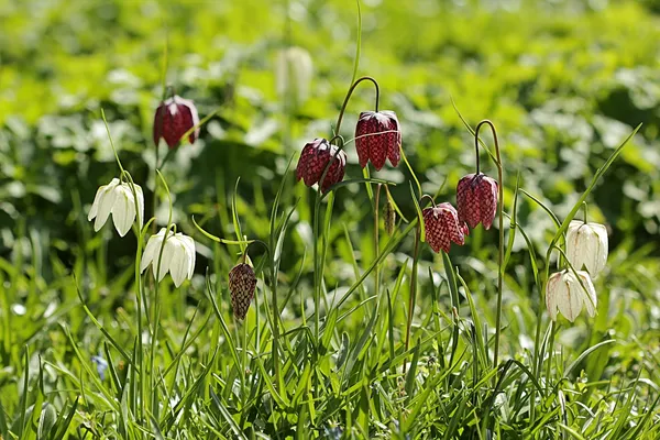 Bulbs for naturalizing in wet soil: snake's head fritillaries