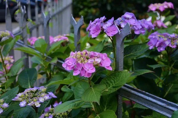 fence in the front yard