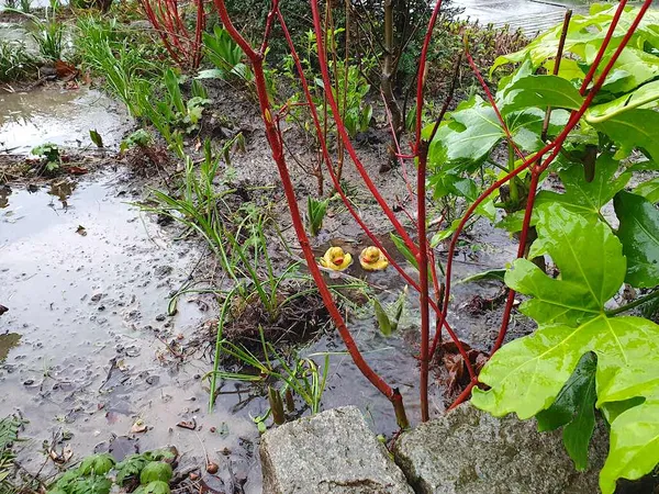 prevent flooding