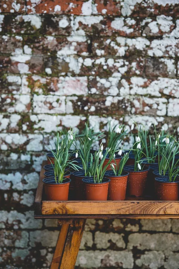 flower bulbs in pots