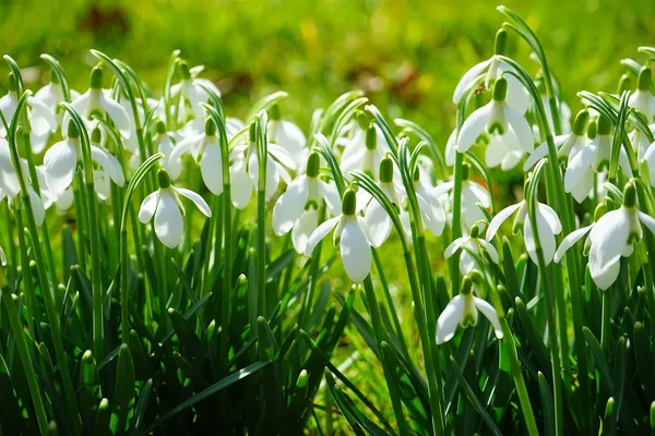 Snowdrops are true Stinzen plants