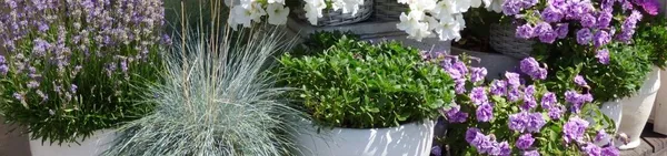 Gardening in Pots and Containers