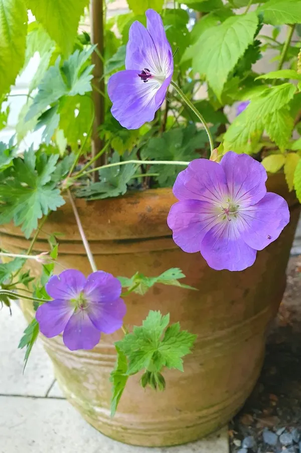 Geranium 'Azure Rush' as an alternative to 'Rozanne'. Shown here in a terracotta pot.