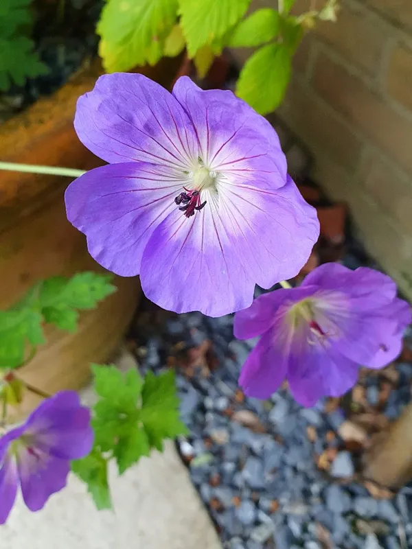 Geranium Azure Rush is a small Geranium Rozanne
