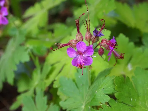 Geraniums as Good Ground Cover