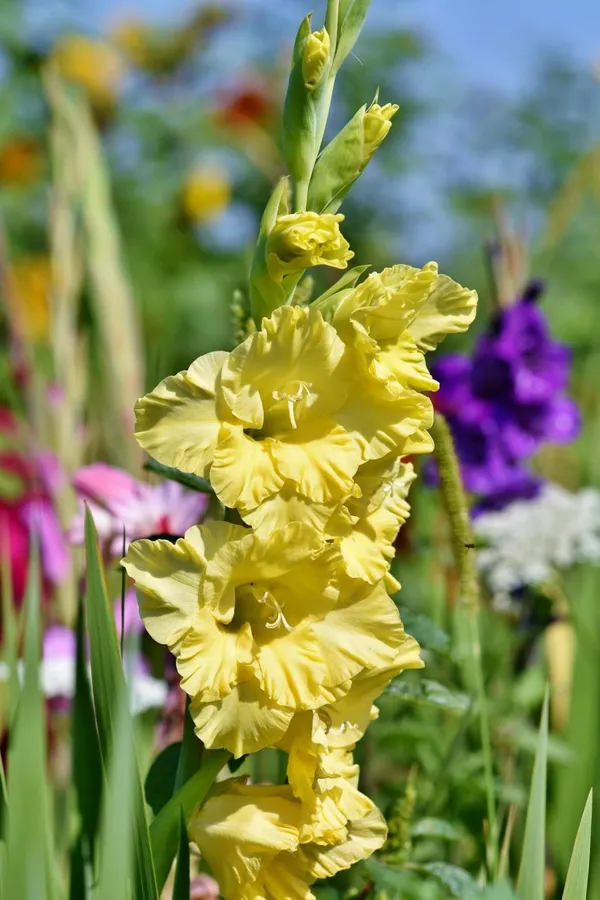 Summer-flowering bulbs: gladiolus