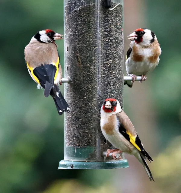 food for finches - birdseed