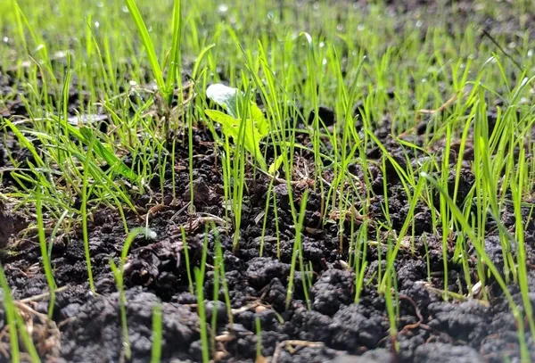 When should you sow grass?