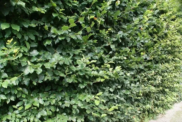 Fagus sylvatica