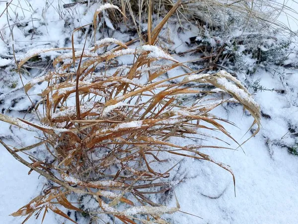 Japanese mountain grass (Hakonechloa) in winter