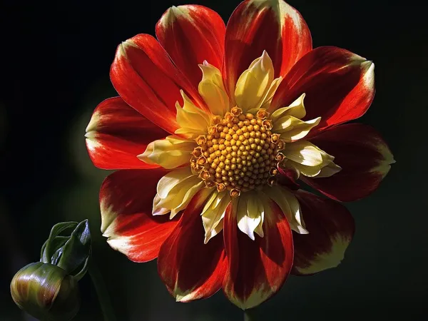 Dahlia varieties: collar dahlias