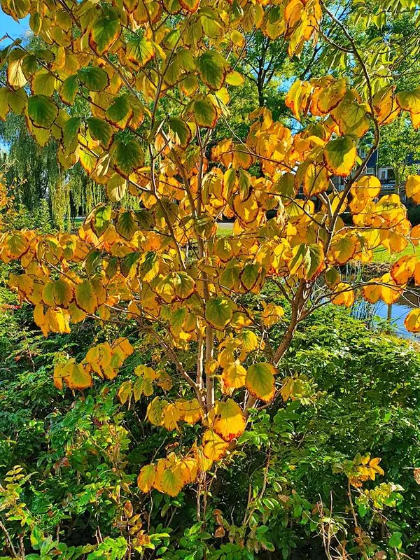 Witch hazel