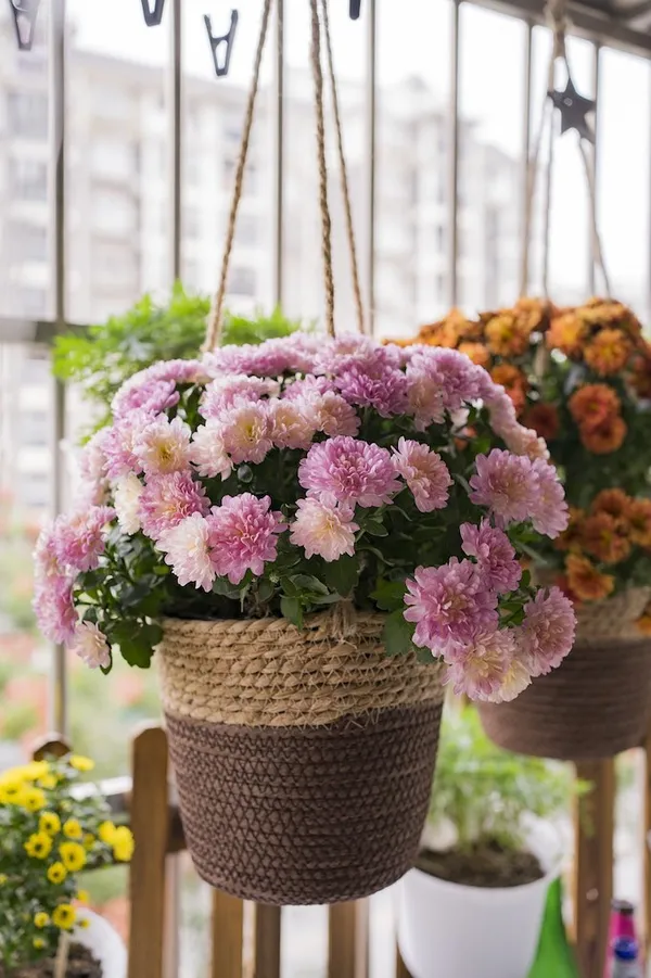 hanging baskets on the balcony