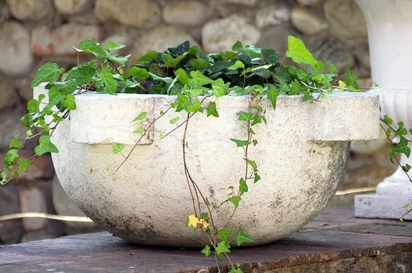 Potted groundcover