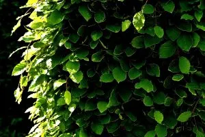 How to Limit Views Into Your Yard—More Privacy in Your Yard