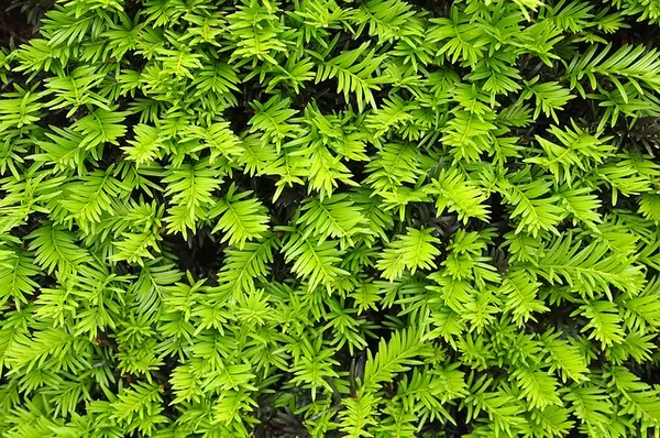Narrow yew hedge