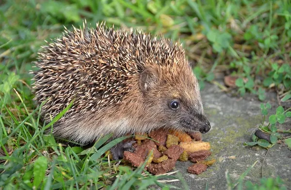 Tips for Hedgehogs in the Garden - Feeding Hedgehogs