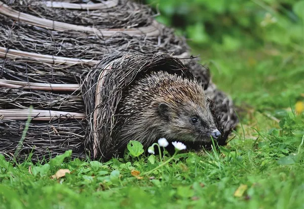 Tips for Hedgehogs in Your Garden - Hedgehogs Use Hedgehog Houses - Make Your Garden Hedgehog-Friendly