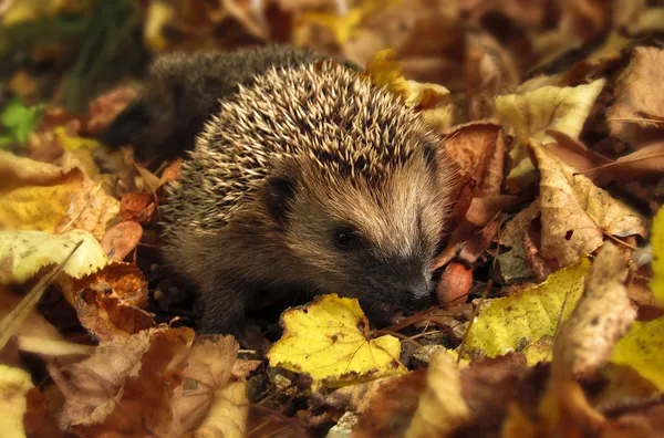 Hedgehogs Get Ready for Hibernation - Tips: Make Your Garden Hedgehog-Friendly