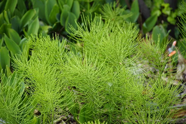 Identifying Weeds—Horsetail