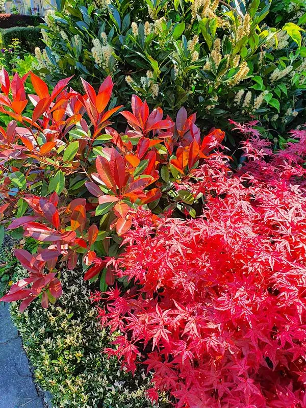 Shrubs in the flower bed—Japanese maple, photinia, and cherry laurel