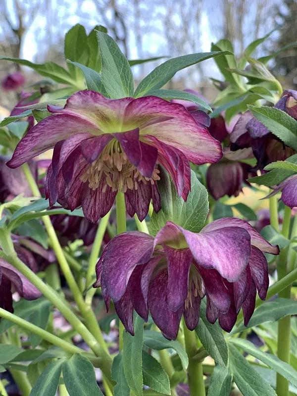 Hellebore 'Double Ellen'