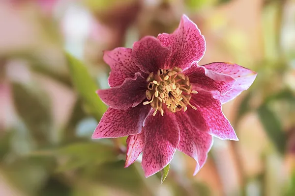 Helleborus 'Double Ellen Spotted'