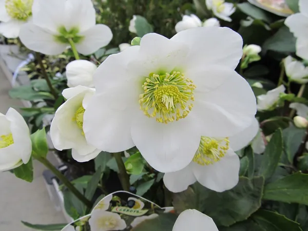 Hellebore varieties: Christmas rose (Helleborus niger)