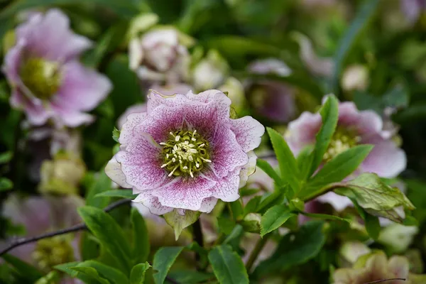 Hellebore Varieties: Spotted