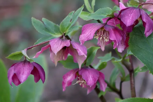 Hellebore species: Oriental hellebore (Helleborus orientalis)