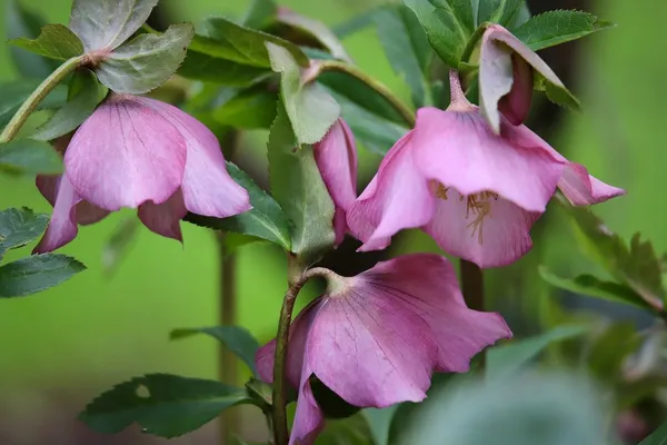 Hellebore 'Pretty Ellen Pink'