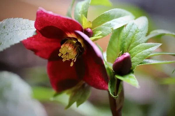 Hellebore 'Pretty Ellen Red'