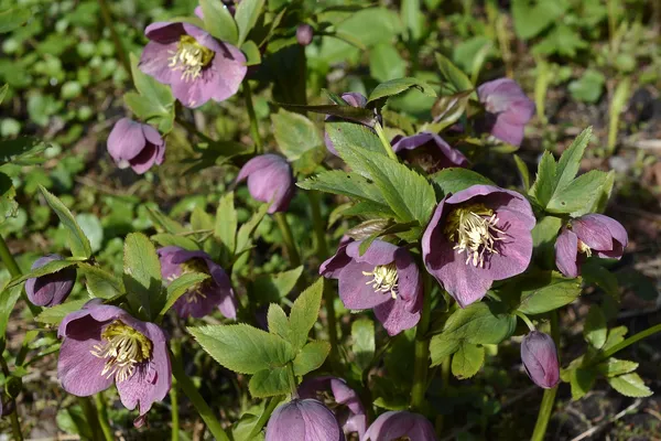 Helleborus 'Pretty Ellen Purple'