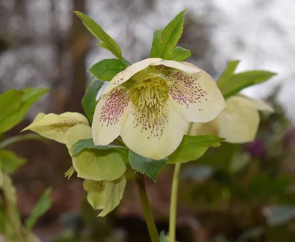 Helleborus 'Spotted White'