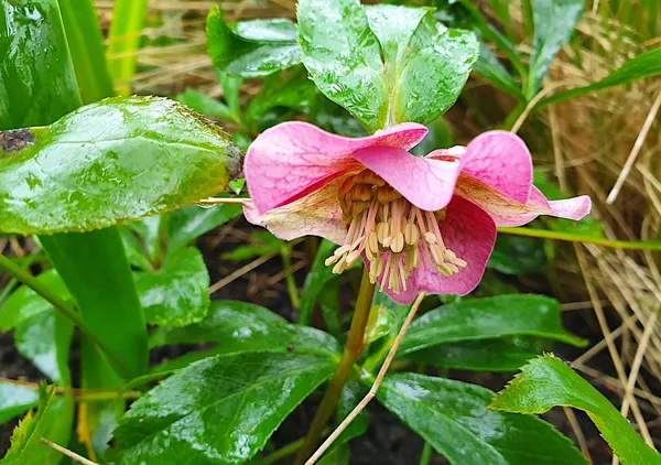 Evergreen winter-blooming plant: Helleborus