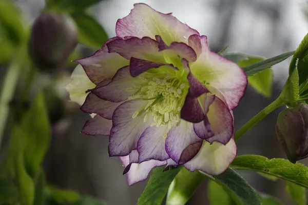 Helleborus Picotee