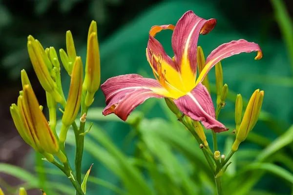 Flowering Perennials: Daylilies in a Jungle Garden