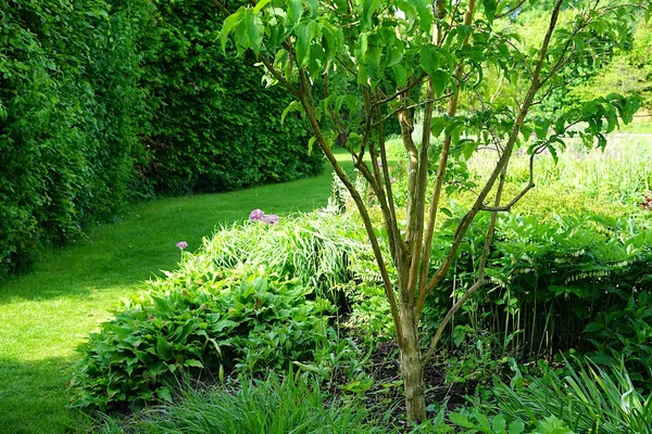 Heptacodium