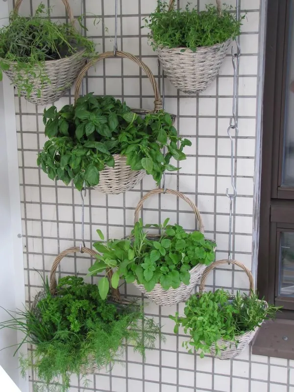 Vertical Gardening on the Balcony