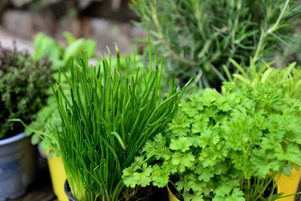 Growing Herbs on Your Balcony