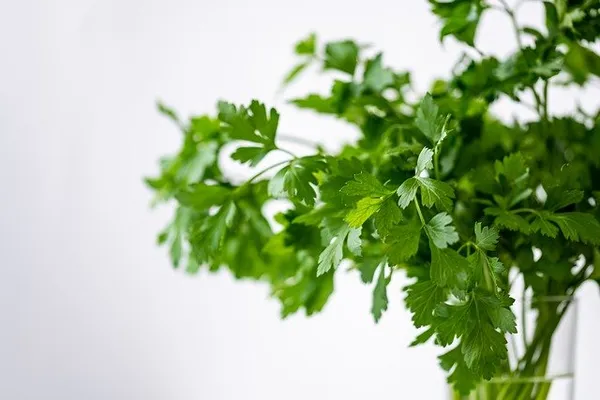 Let herbs take root. Gardening on a Small Budget: Tips for Free and Inexpensive Plants