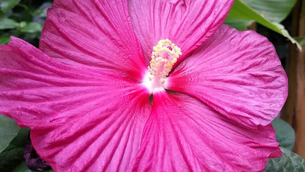 Which hibiscus is hardy? Is the large-flowered hibiscus also hardy?